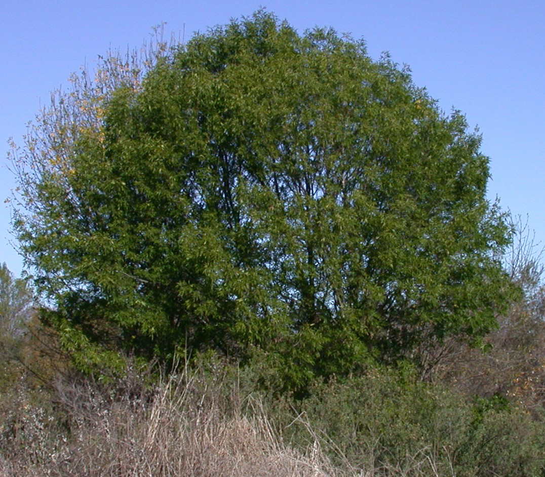 shamel ash tree seeds Delma Truong